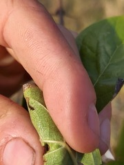 Catunaregam taylorii