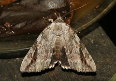 Catocala maestosa
