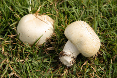 Agaricus