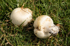 Agaricus