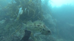 Sebastes auriculatus