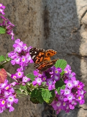 Vanessa braziliensis