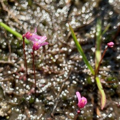 Utricularia tenella