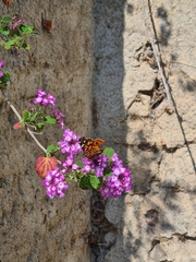 Vanessa braziliensis