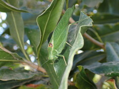 Microcentrum californicum