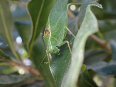 Microcentrum californicum