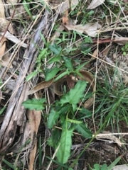 Convolvulus angustissimus