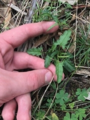 Convolvulus angustissimus