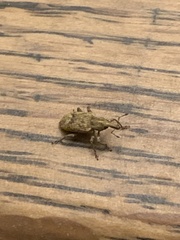 Listronotus appendiculatus