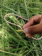 Oxybelis potosiensis