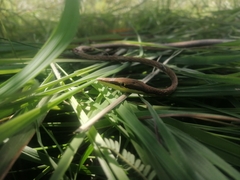 Oxybelis potosiensis