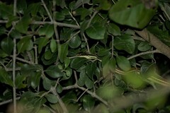 Thamnophis proximus rubrilineatus