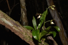 Prosthechea boothiana
