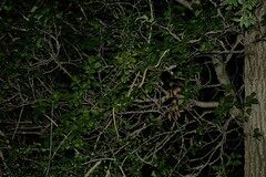 Thamnophis proximus rubrilineatus