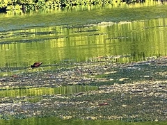 Jacana spinosa