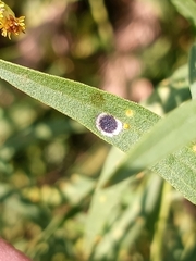Asteromyia euthamiae