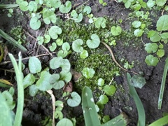 Fissidens taxifolius