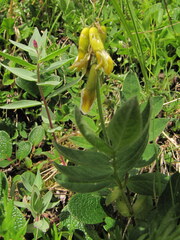 Astragalus umbellatus