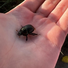 Geotrupes splendidus