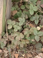Potentilla indica