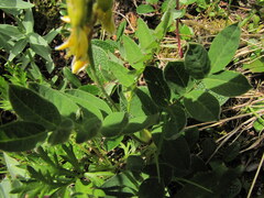 Astragalus umbellatus