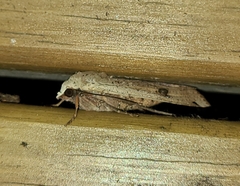Noctuinae