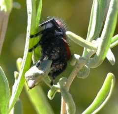 Phidippus apacheanus