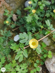 Kallstroemia maxima