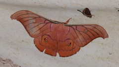 Antheraea helferi