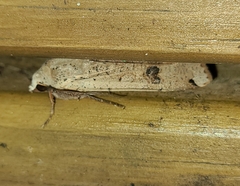 Noctuinae