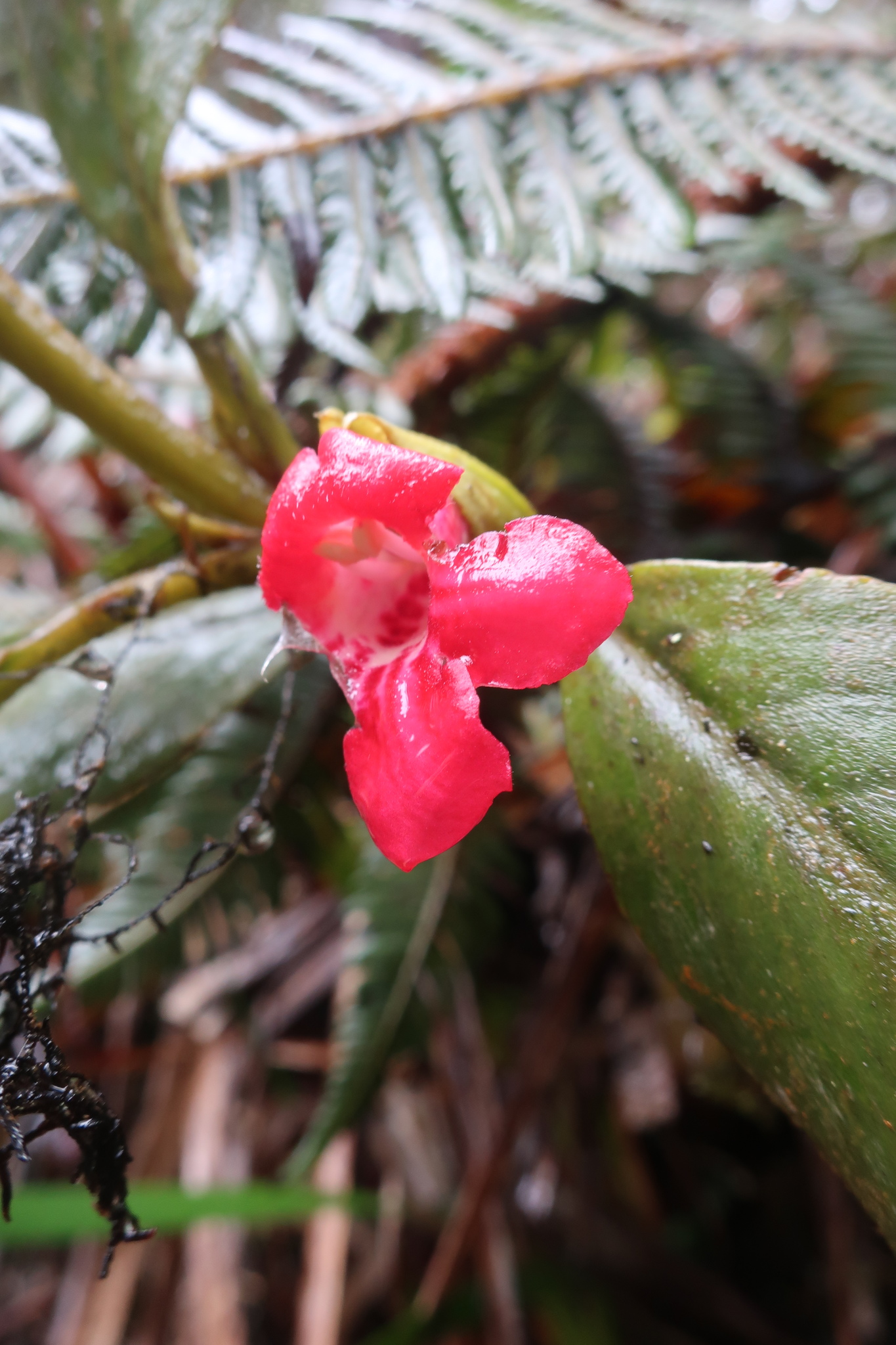Cyrtandra clarkei
