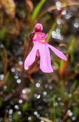 Utricularia tenella