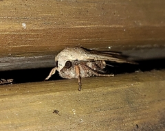 Noctuinae