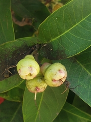 Syzygium aqueum