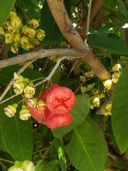 Syzygium aqueum