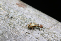 Limacodidae