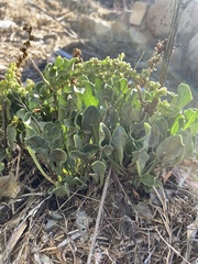 Beta vulgaris
