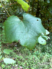 Vitis aestivalis