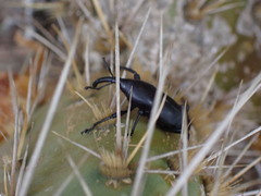 Cactophagus spinolae