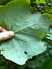 Vitis aestivalis