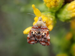 Choreutis emplecta