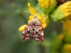 Choreutis emplecta