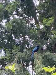 Cyanocorax yucatanicus