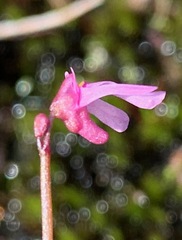 Utricularia tenella