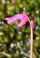 Utricularia tenella