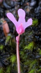 Utricularia tenella