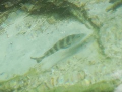 Archosargus probatocephalus