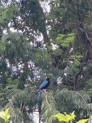 Cyanocorax yucatanicus
