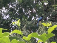 Cyanocorax yucatanicus