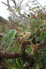 Rubus lineatus